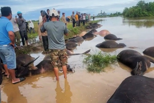 Đắk Lắk: 23 con trâu bị lũ cuốn sau bão số 13 Kalmaegi