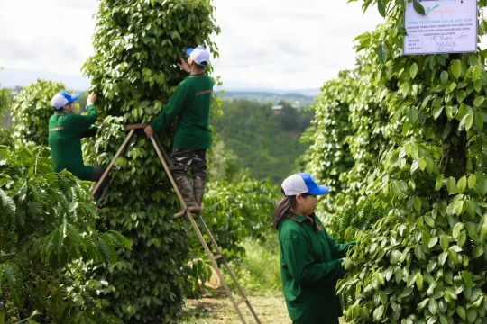 Giá tiêu hôm nay 9/11/2025: Giữ giá ổn định