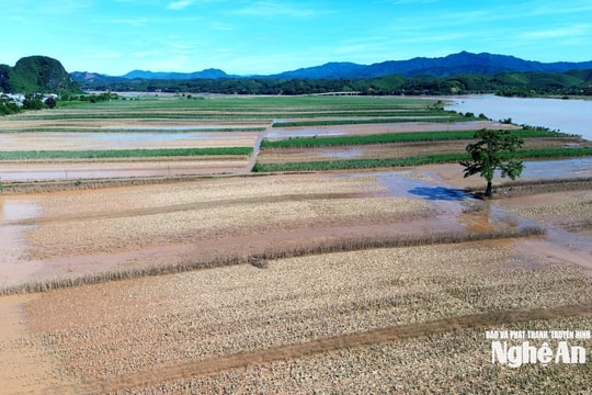 Sản xuất vụ Đông trên đất bãi gặp nhiều khó khăn