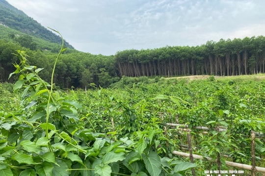 Hướng sinh kế xanh nơi đại ngàn Nghệ An