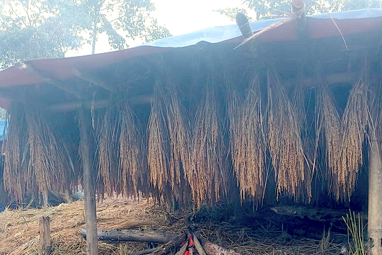 Xã rẻo cao Huồi Tụ thất thu mùa lúa nương