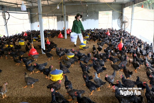 Chăn nuôi gà bằng đệm lót sinh học, mô hình kinh tế tuần hoàn trong xây dựng nông thôn mới ở xã Bình Minh