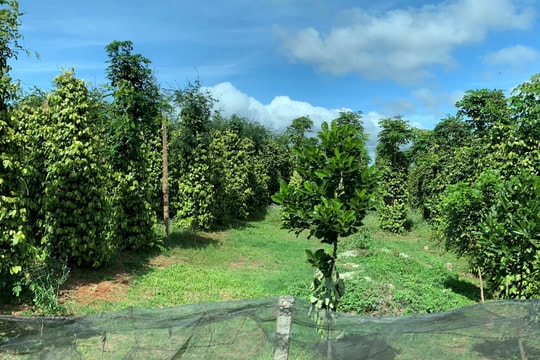 Giá tiêu hôm nay 13/11/2025: Tiếp tục giảm 1000 đồng