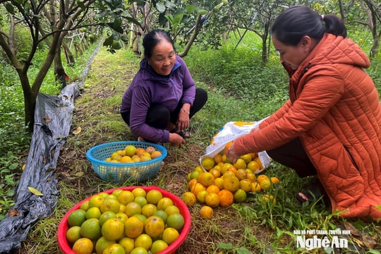 Cam Vinh mất mùa, giá bán cao hơn năm trước