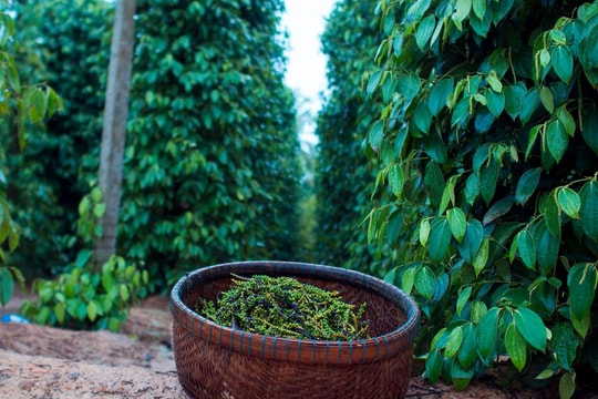 Giá tiêu hôm nay 18/11/2025 tăng hàng loạt