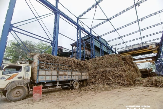 Công ty cổ phần Mía đường Sông Con chuẩn bị bước vào vụ ép mới 2025-2026