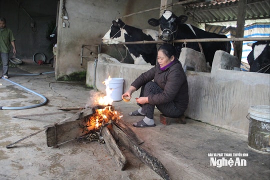 Nghệ An yêu cầu các địa phương chủ động phòng chống rét cho đàn vật nuôi