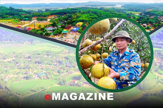 Người lính già và hành trình phủ xanh trên vùng đất khó