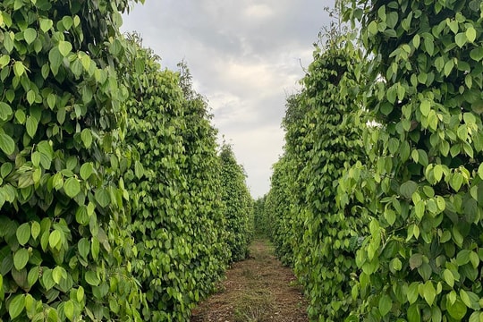 Giá tiêu hôm nay 20/11/2025 đi ngang, lo ngại cho chất lượng hạt tiêu vụ tới