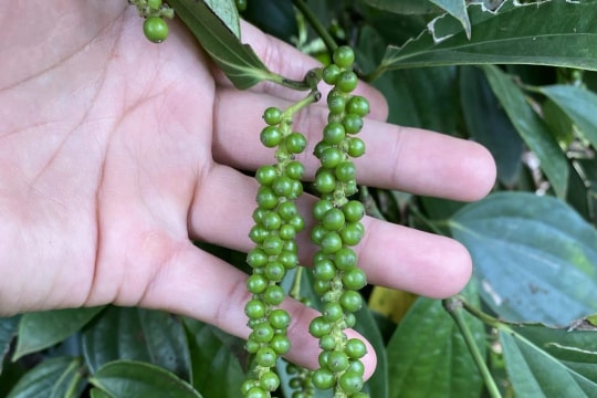 Giá tiêu hôm nay 21/11/2025: Xuất khẩu hồ tiêu nửa đầu tháng 11 tăng ổn định