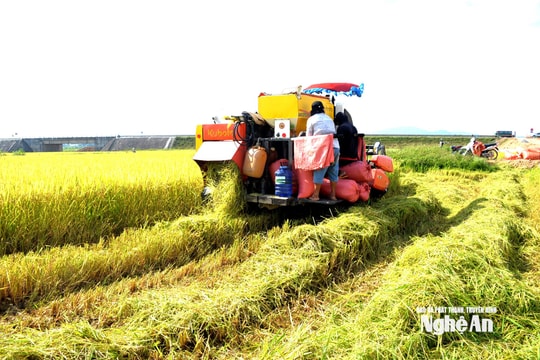 Nông dân Nghệ An thi đua lao động mừng sinh nhật Bác