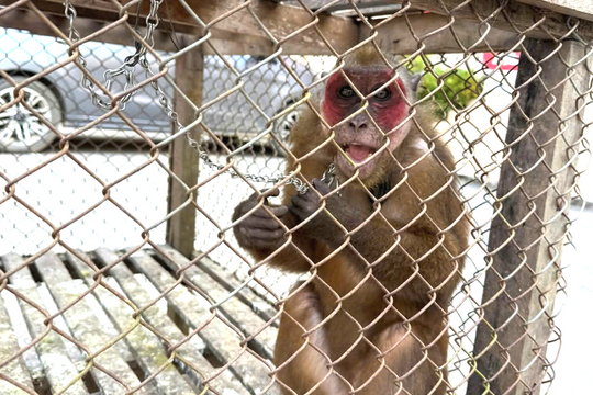 Nghệ An: Người dân giao nộp khỉ mặt đỏ, khỉ mốc quý hiếm