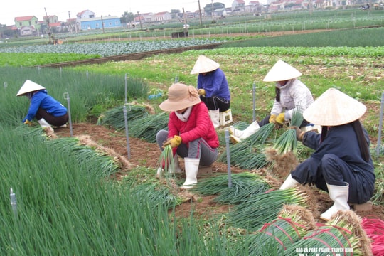 Giá rau xanh tiếp tục tăng cao