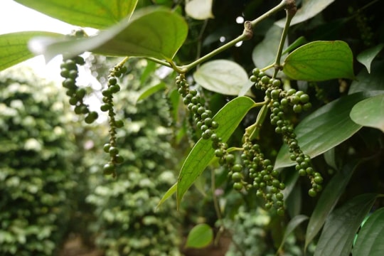 Giá tiêu hôm nay 26/11/2025: Tăng nhẹ lên sát 150,000 đồng/kg