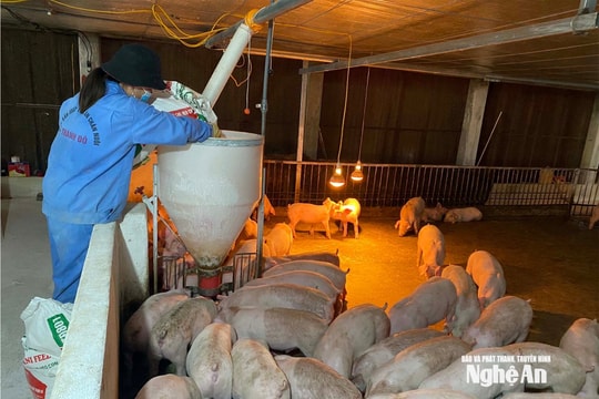 Sớm hỗ trợ người chăn nuôi bị thiệt hại do dịch tả lợn Châu Phi