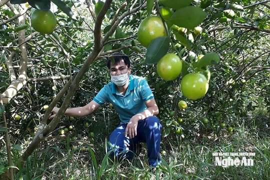 Chanh không hạt - giống mới hứa hẹn ở Nghệ An