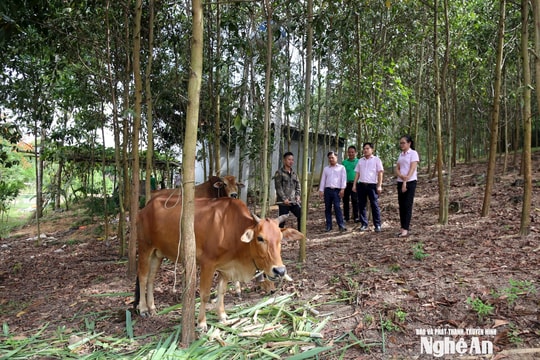 Giảm lãi suất cho vay một số chương trình tín dụng chính sách