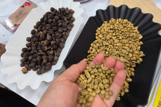 Giá cà phê hôm nay 27/11/2025 tiếp tục tăng bởi nguồn cung thấp