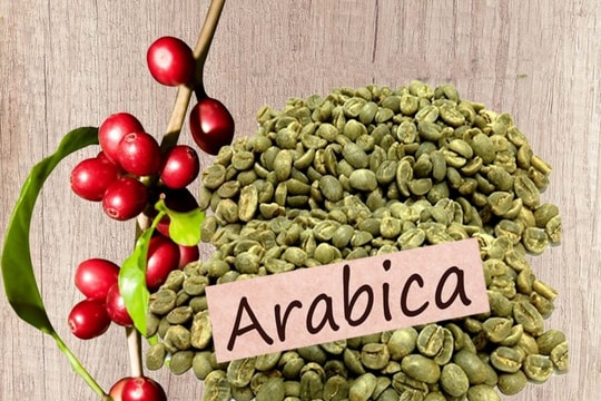 Giá cà phê hôm nay 28/11/2025 giảm nhẹ do tin mới từ EU