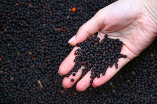 Giá tiêu hôm nay 28/11/2025: Tiêu xuất khẩu Việt Nam tăng mạnh