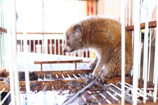 Nghệ An: Người dân giao nộp cá thể culi quý hiếm và nhiều loài chim hoang dã cho lực lượng chức năng