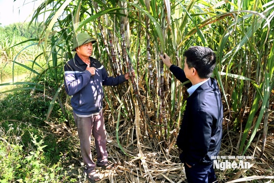 Công ty cổ phần Mía đường Sông Con: Đồng hành cùng người dân vùng nguyên liệu