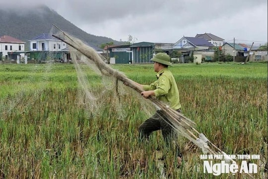 Nghệ An: Trong 1 tháng tiêu hủy gần 21.500m lưới bẫy đánh bắt chim trời