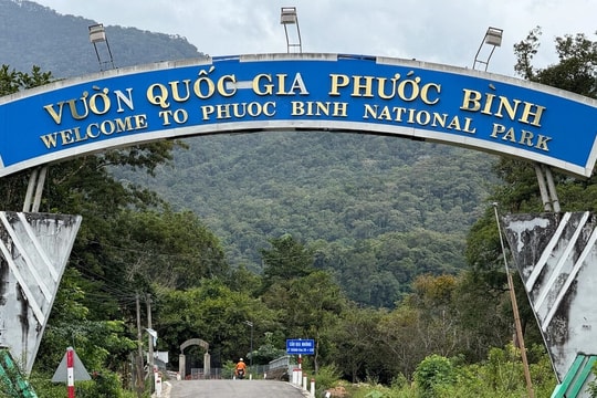 Vườn quốc gia Phước Bình: trekking, tắm suối và săn mây