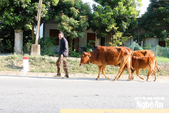 Nghệ An chủ động bảo vệ đàn vật nuôi trước thời tiết cực đoan