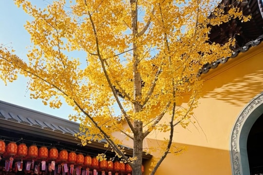 Ô Trấn: cuối thu bên những dòng kênh cổ và cầu đá uốn lượn