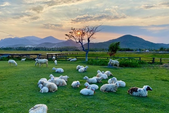Đồng cừu An Hòa: trải nghiệm thảo nguyên và đàn cừu