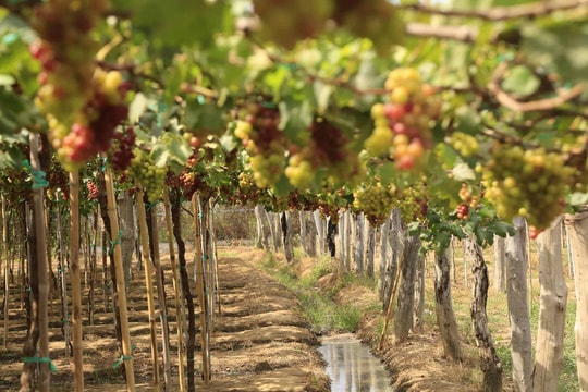 Vườn nho Ba Mọi: đi bộ dưới tán nho, nếm rượu thủ công