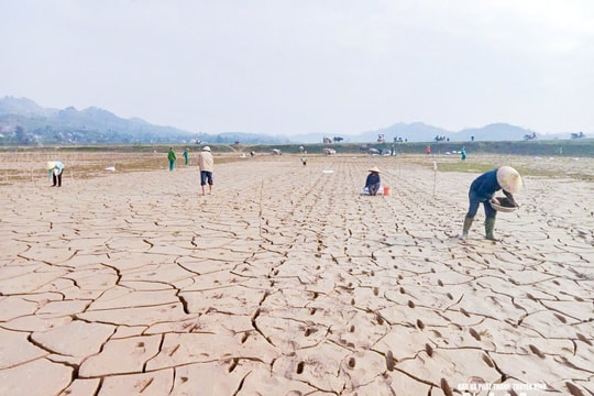 Phù sa dày thêm gần nửa mét sau lũ, nông dân Bích Hào 'chọc lỗ tra hạt' để gieo ngô