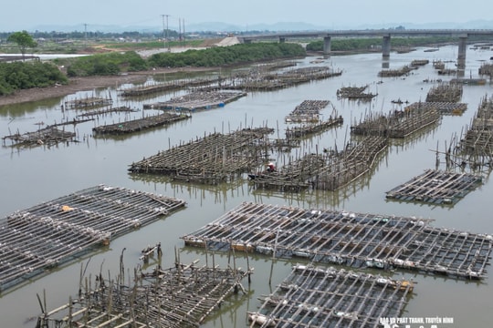 Cần xử lý tình trạng chiếm dụng lòng sông nuôi hàu trái phép tại các xã ven biển