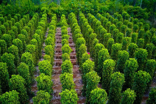 Giá tiêu hôm nay 4/12/2025: Giảm thêm 1000 đồng