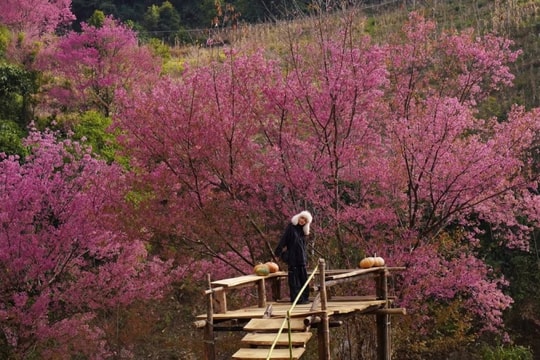 Mù Cang Chải: mùa đông, đào rừng nhuộm hồng sườn đồi