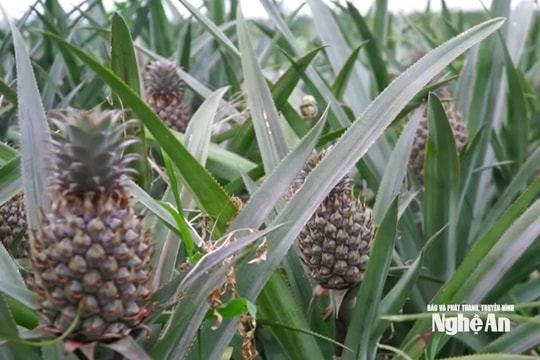 Mô hình trồng dứa phủ nilon theo hướng tuần hoàn