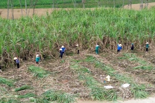 Công ty cổ phần Mía đường Sông Con: Nỗ lực cho vụ mía bội thu