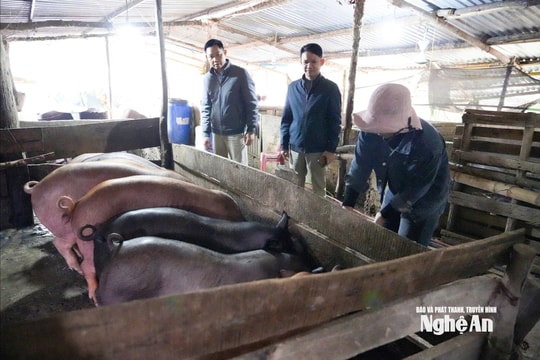 Quản lý chăn nuôi nhỏ lẻ, hạn chế ô nhiễm môi trường