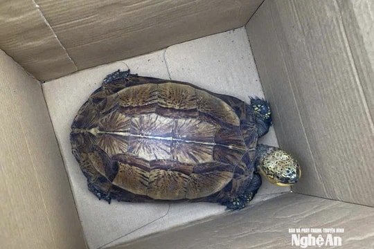 Rùa hộp trán vàng quý hiếm được tái thả về môi trường tự nhiên Pù Huống