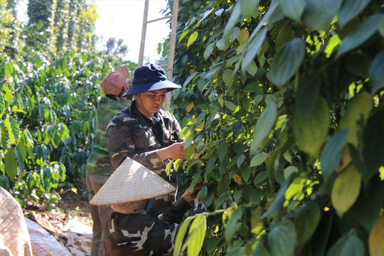 Giá tiêu hôm nay 7/12/2025: Tăng nhẹ 500 đồng