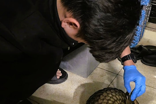 Chặn đứng vụ buôn bán loài thú có vảy duy nhất trên thế giới