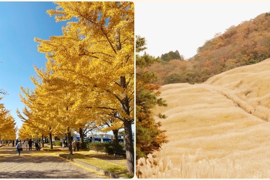 Hakone và Kazo: hành trình chữa lành mùa lá vàng cuối năm
