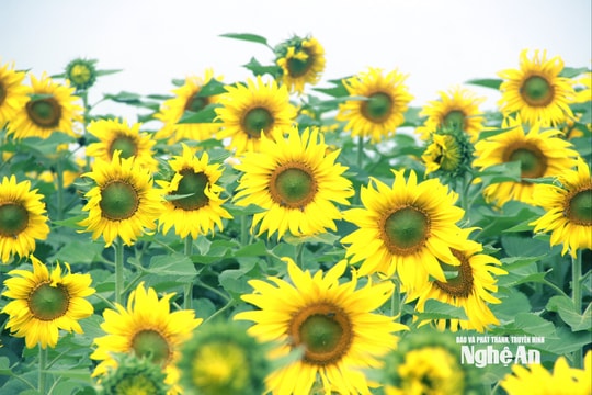 Đồi hoa hướng dương độc nhất vô nhị ở Nghệ An bắt đầu khoe sắc