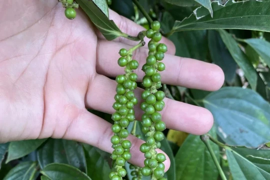 Giá tiêu hôm nay 10/12/2025: Tăng giảm trái chiều