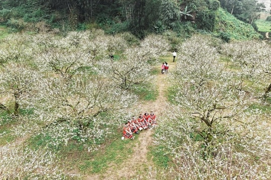 Mộc Châu: trải nghiệm mùa hoa mận nở sớm đầu đông ở Sơn La