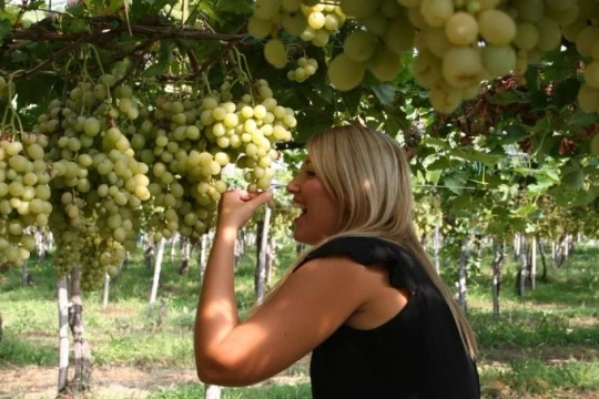 Việt Nam: 5 trải nghiệm thu hoạch theo mùa hút khách