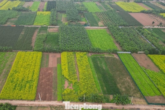 Hà Nội - Lệ Chi: Mùa hoa cải vàng trên bãi sông Đuống