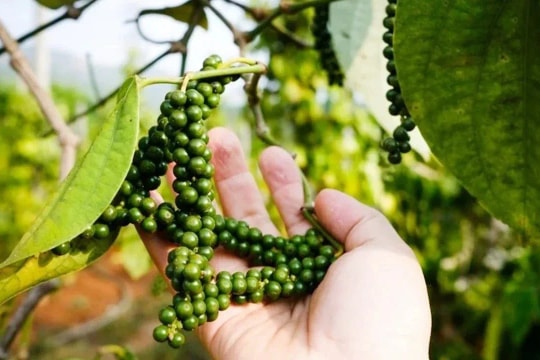 Giá tiêu hôm nay 12/12/2025: Giữ giá mức 150,000 đồng