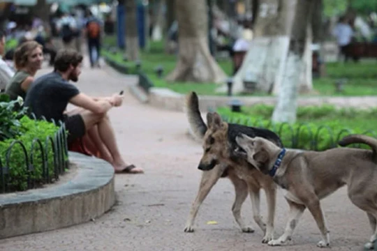 Chủ nuôi để chó, mèo gây thương tích cho người khác sẽ bị phạt đến 3 triệu đồng từ 15/12/2025